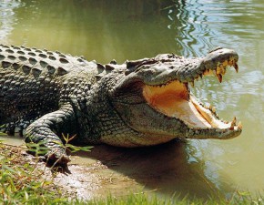 Crocodile-in-Kariba